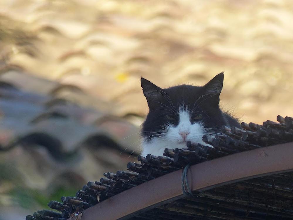 Le Chat Sur Le Toit Lourmarin Εξωτερικό φωτογραφία