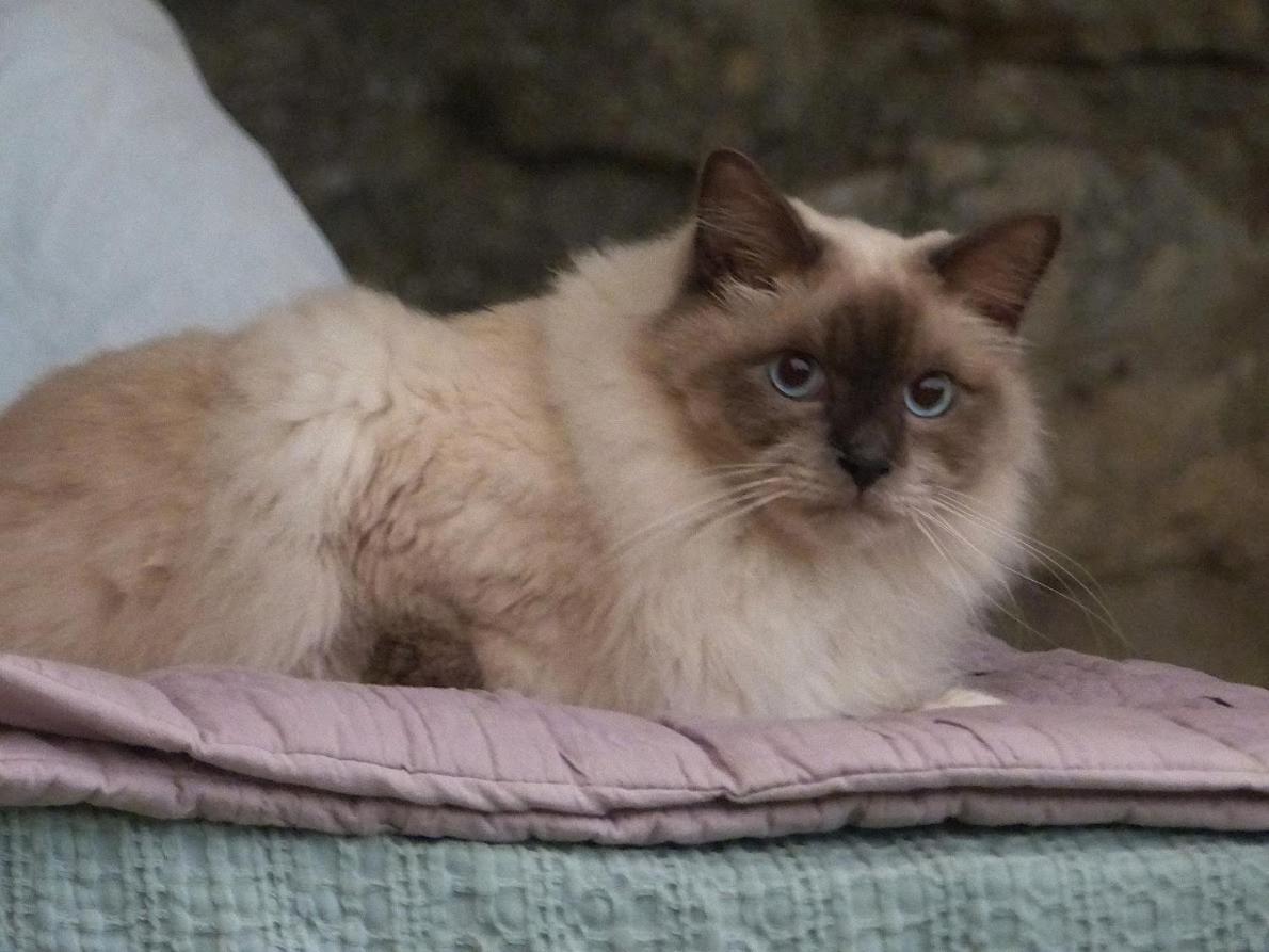 Le Chat Sur Le Toit Lourmarin Εξωτερικό φωτογραφία